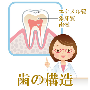 歯の構造