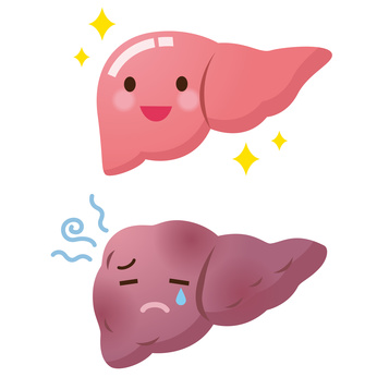 肝臓