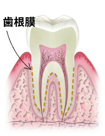 歯根膜